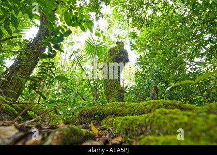 Feuchtgebiete Mangroven trail Samoa Upolu Südküste in der Nähe von SAANAPU Saanapu-Sataoa Mangrove Conservation Area Stockfoto