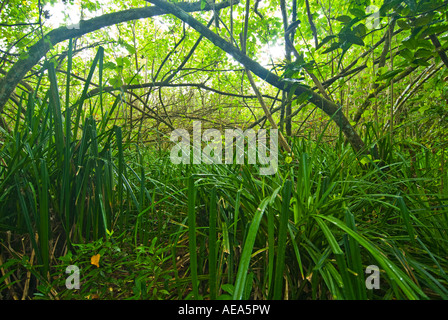 Feuchtgebiete Mangroven trail Samoa Upolu Südküste in der Nähe von SAANAPU Saanapu-Sataoa Mangrove Conservation Area Stockfoto