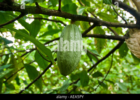 Feuchtgebiete Mangroven trail Samoa Upolu Südküste in der Nähe von SAANAPU Saanapu-Sataoa Mangrove Conservation Area Kakao-Pflanze cocoaplant Stockfoto