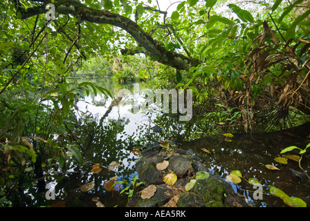 Feuchtgebiete Mangroven trail Samoa Upolu Südküste in der Nähe von SAANAPU Saanapu-Sataoa Mangrove Conservation Area Stockfoto