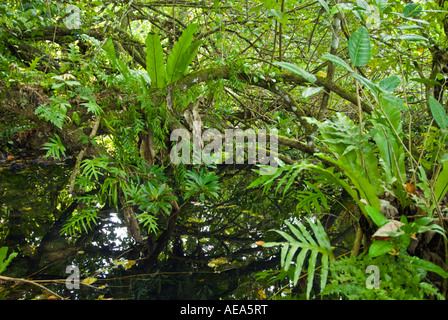 Feuchtgebiete Mangroven trail Samoa Upolu Südküste in der Nähe von SAANAPU Saanapu-Sataoa Mangrove Conservation Area Stockfoto