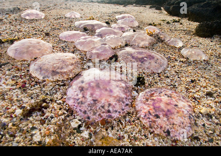 Aurelia Golden Moon jelly Medusa blau lila Quallen gleiten Kristall Quallen Rote Meer Brennnessel Hintergrund am Strand angeschwemmt stra Stockfoto