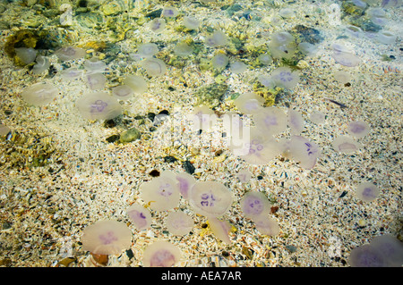 Aurelia Golden Moon jelly Medusa blau lila Quallen gleiten Kristall Quallen Rote Meer Brennnessel Hintergrund am Strand angeschwemmt stra Stockfoto