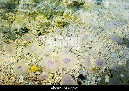 Aurelia Golden Moon jelly Medusa blau lila Quallen gleiten Kristall Quallen Rote Meer Brennnessel Hintergrund am Strand angeschwemmt stra Stockfoto