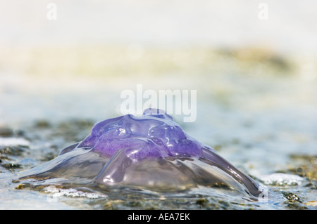 blau lila Quallen gleiten Kristall Quallen Rote Meer Brennnessel Hintergrund am Strand angeschwemmt Strang Stockfoto