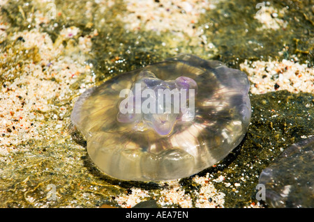 blau lila Quallen gleiten Kristall Quallen Rote Meer Brennnessel Hintergrund am Strand angeschwemmt Strang Stockfoto