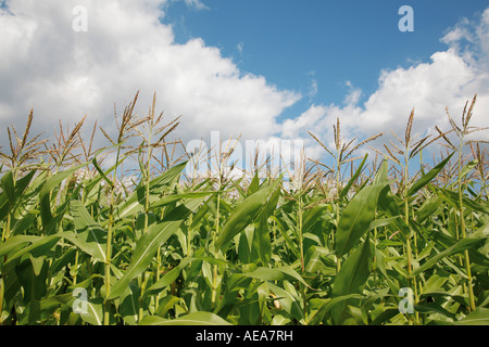 Stiele in Maisfeld unter blau, bewölkten Himmel, Mais Stockfoto