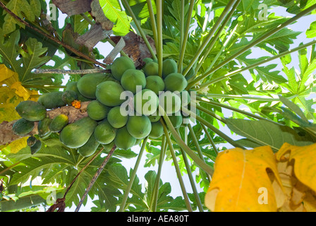 frischen Papayas Papaia Papaya unter einer Papaya Baum SAMOA Savaii Obst in der Regel Bio-Lebensmittel Nurishment auf Baum Stockfoto