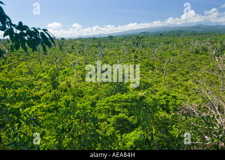 Falealupo Rainforest Erhaltung SAMOA Savaii Wald überdachunggehweg über Stockfoto