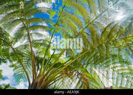 große große grüne riesige Farn SAMOA Inseln South Southsea Meer Pacific wilde Wildnis Regenwald Himmelblau Sonne Wolken Stockfoto