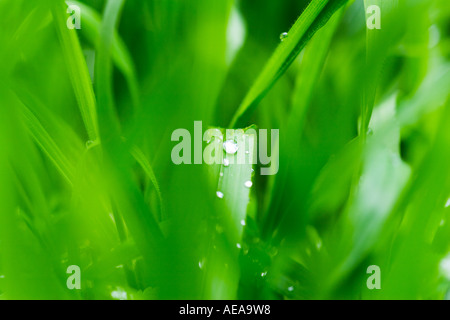 Wassertropfen auf einem Grashalm Stockfoto