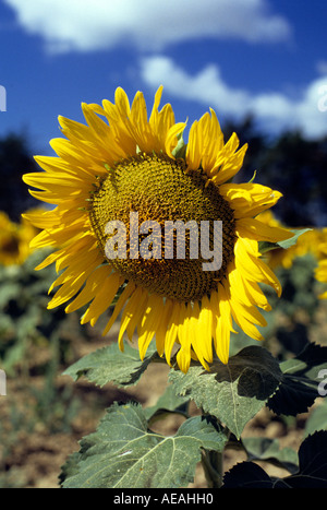 Sonnenblume Stockfoto