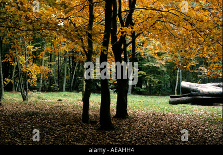 Herbstlaub Teppich eine Lichtung im Savernake Wald Stockfoto