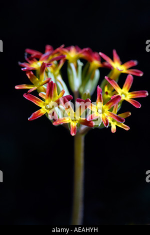 Eine einzelne Blume von Primrose Royal Oakleaf rot Stockfoto