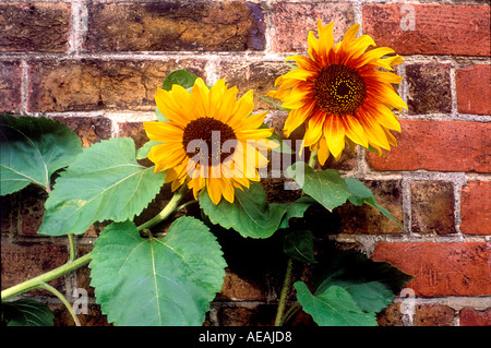 2 Sonnenblumen gegen roten Backsteinmauer beleuchtet dramatisch Grafik Stillleben Stockfoto