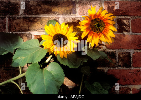 2 Sonnenblumen gegen roten Backsteinmauer beleuchtet dramatisch Grafik Stillleben Stockfoto