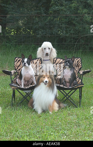 Pudel mit einem Sheltie und zwei Boston Terrier Entspannung Stockfoto