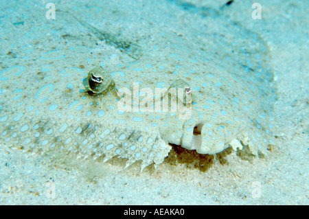 Peacock Flunder an einem Riff in Kaimaninseln Cayman Brac Stockfoto