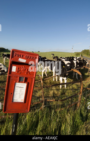 Eine rote Royal Mail-Postfach auf einem Zaun vor einem Feld von Kühen. Wales UK Stockfoto