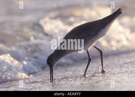 Willet Catoptrophorus Semipalmatus Erwachsene Winterkleid Sanibel Island Florida USA Dezember 1998 Stockfoto
