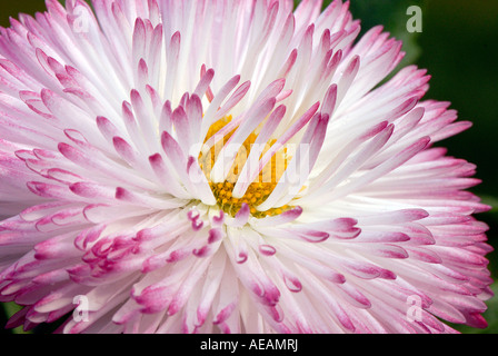 Nahaufnahme von einem einzigen rosa Gänseblümchen Flowerhead - Bellis Perennis Tasso Serie. Stockfoto