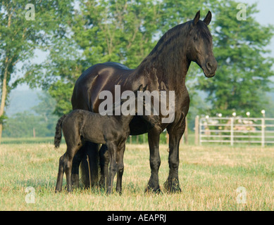 Friesen Pferd Stute mit Fohlen 1 Woche alt Stockfoto