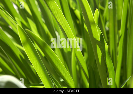 Grass Stockfoto