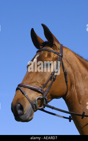 Pferd namens Travis A Cleveland Bay kreuzen Vollblut Stockfoto