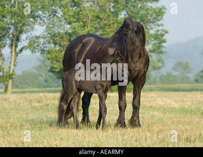 Friesen Pferd Stute mit Fohlen 1 Woche alt Stockfoto