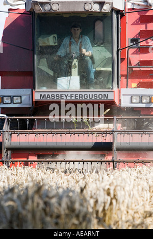 Feldhäcksler Weizen ernten in der englischen Landschaft kombinieren Stockfoto