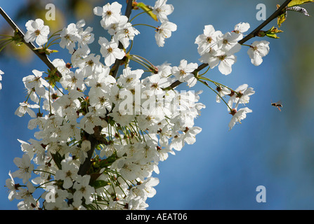 Kirschblüte-England Stockfoto