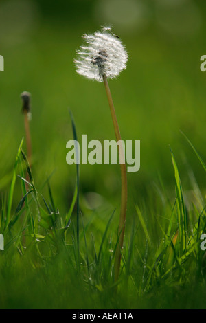 Löwenzahn Samenausbreitung England Stockfoto
