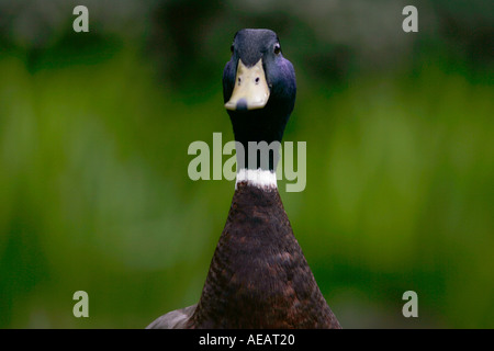 Mallard duck England Stockfoto