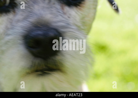 Border Terrier Hund Nahaufnahme England Stockfoto