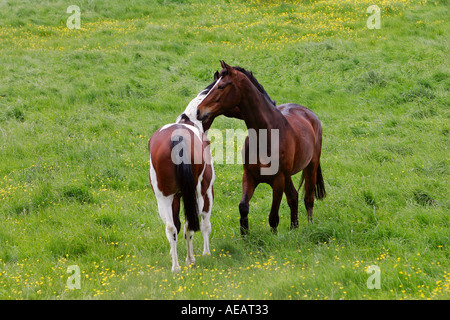 Bucht, Pferd und Skewbal Pferd gegenseitige Fellpflege in einem Paddock Oxfordshire-England Stockfoto