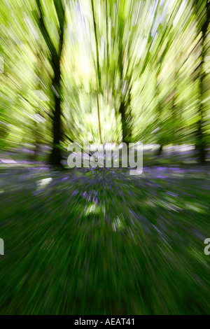 Bluebell Wald England Stockfoto