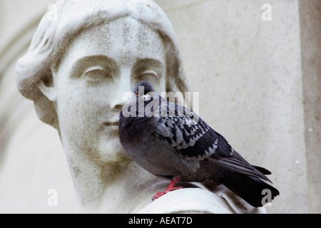 Taube Sitzstangen auf Queen Anne Statue bei St Paul s Cathedral in London England Stockfoto