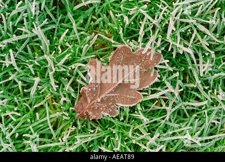 Gefrorene Eichenblatt unter vereisten Rasen Oxfordshire-England Stockfoto
