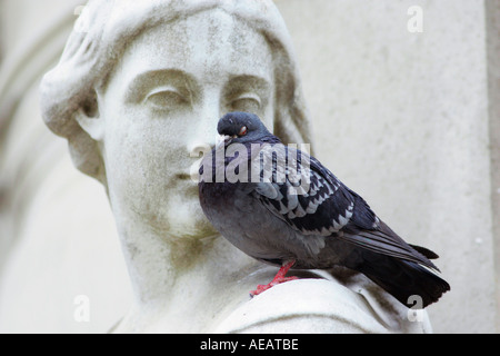 Taube auf Queen Anne Statue am St Paul s Cathedral in London England eingeschlafen Stockfoto