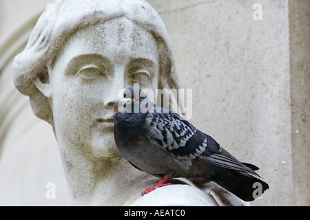 Taube thront auf Queen Anne Statue auf St Paul s Cathedral in London England Stockfoto