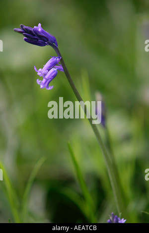 Glockenblumen wachsen im Wald England Stockfoto