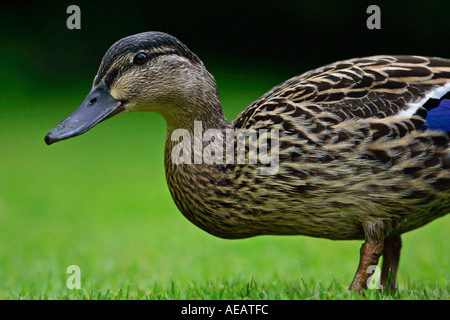 Mallard duck England Stockfoto