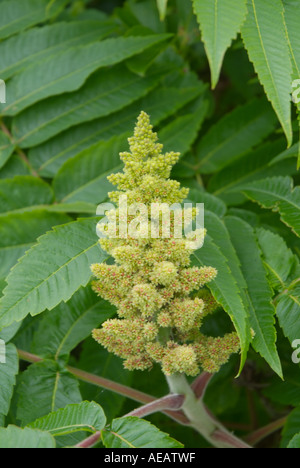 Staghorn Sumach während der Frühlingsmonate auf einem Wanderweg in neuen Hmaphire USA. Stockfoto