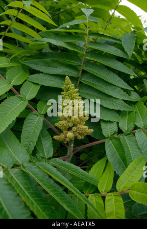 Staghorn Sumach während der Frühlingsmonate auf einem Wanderweg in neuen Hmaphire USA. Stockfoto