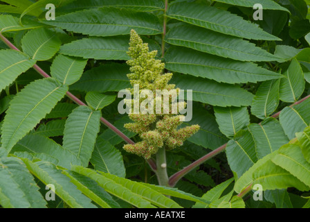 Staghorn Sumach während der Frühlingsmonate auf einem Wanderweg in neuen Hmaphire USA. Stockfoto