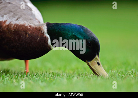 Mallard duck England Stockfoto