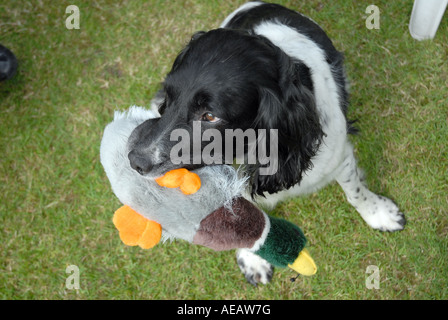 Fotograf Howard Barlow Springer Spaniel mit Ente Spielzeug dummy Stockfoto