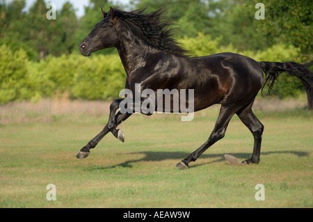 Schwarze andalusischen Hengst Stockfoto