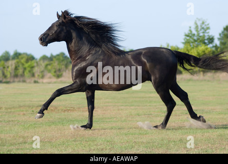 Schwarze andalusischen Hengst Stockfoto