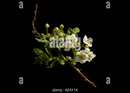 Einen einzigen Stamm Spiraea Mischpflanzungen Trivialname Brautkranz oder Schaum Mai. Stockfoto